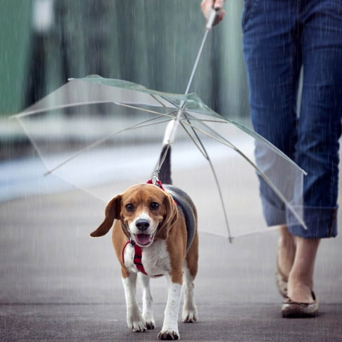 guarda chuva pet para cachorro ces capa de chuva fazzoletti 313975940 1